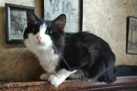 В дар кошку. Крупный маркизный красавец — котопес Филя в дар. Фото3