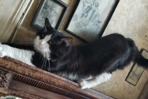 В дар кошку. Крупный маркизный красавец — котопес Филя в дар. Фото4