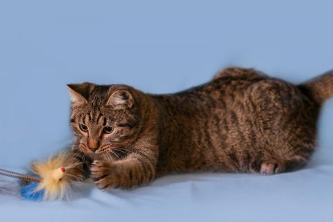 В дар кошку. Шикарный мордатый молодой кот Гриша в дар. Фото2