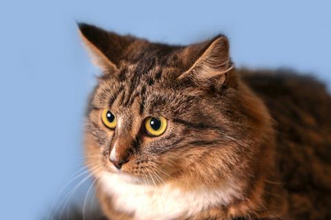 В дар кошку. Кото-сова Даша — пушистая сибирская красавица. Фото2