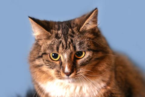 В дар кошку. Кото-сова Даша — пушистая сибирская красавица. Фото3