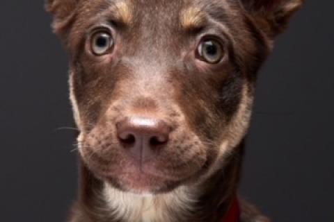 В дар собаку. Метис шоколадного лабрадора щенок Айза в дар. Фото1