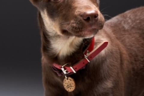 В дар собаку. Метис шоколадного лабрадора щенок Айза в дар. Фото2