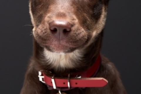 В дар собаку. Метис шоколадного лабрадора щенок Айза в дар. Фото3