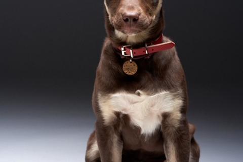 В дар собаку. Метис шоколадного лабрадора щенок Айза в дар. Фото4