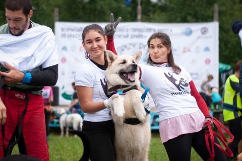 В дар собаку. Акита Самурай ищет дом. Фото4