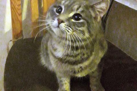 В дар кошку. Ласковый и нежный молодой полосатый котик Шпротик в добрые руки. Фото2