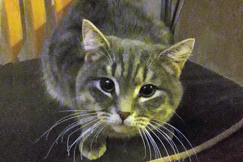 В дар кошку. Ласковый и нежный молодой полосатый котик Шпротик в добрые руки. Фото3