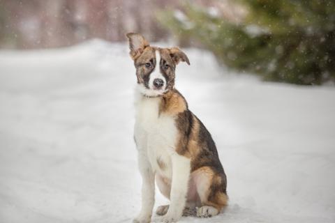 В дар собаку. Невероятный красавец щенок Бальмонт в дар. Фото4