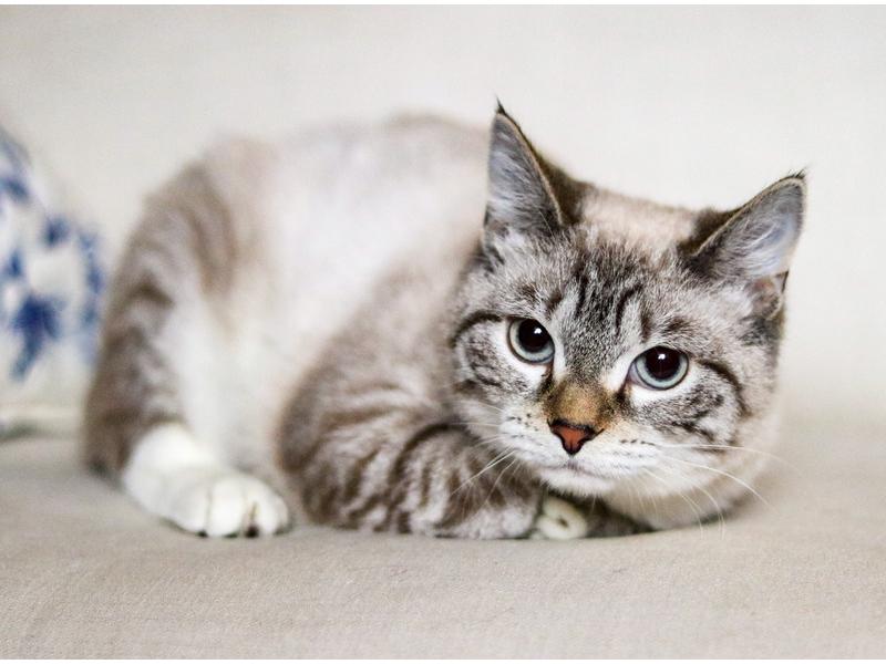 В дар кошку. Котята-подростки — метисы тайской и британской породы в дар