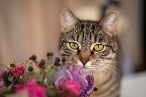 В дар кошку. Молодая красавица Одэя — метис британской породы в дар. Фото1