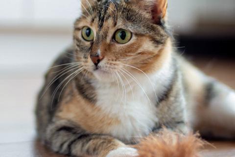 В дар кошку. Красавица Кира, молодая ласковая трехцветная кошечка в добрые рук. Фото3