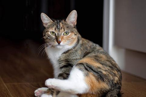 В дар кошку. Красавица Кира, молодая ласковая трехцветная кошечка в добрые рук. Фото4