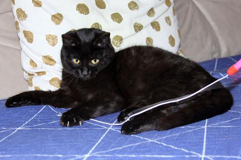В дар кошку. Черная жемчужина Бусинка, ласковый котенок-подросток в добрые рук. Фото1