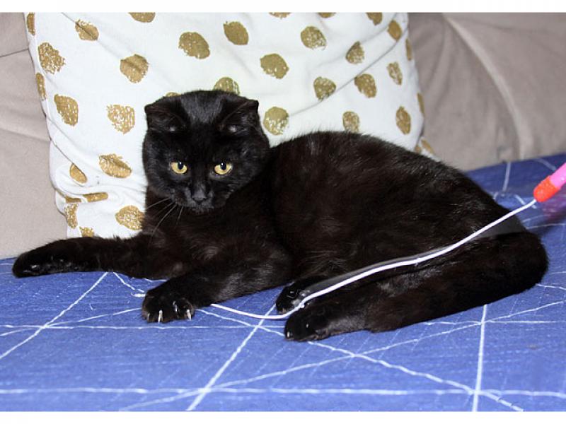 В дар кошку. Черная жемчужина Бусинка, ласковый котенок-подросток в добрые рук