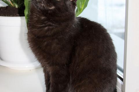 В дар кошку. Черная жемчужина Бусинка, ласковый котенок-подросток в добрые рук. Фото2