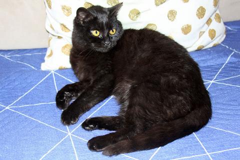 В дар кошку. Черная жемчужина Бусинка, ласковый котенок-подросток в добрые рук. Фото3