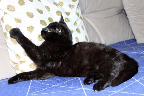 В дар кошку. Черная жемчужина Бусинка, ласковый котенок-подросток в добрые рук. Фото4