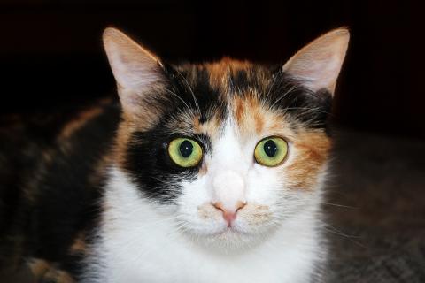 В дар кошку. Трехцветный котенок Марта на счастье!. Фото1