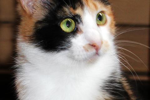 В дар кошку. Трехцветный котенок Марта на счастье!. Фото3