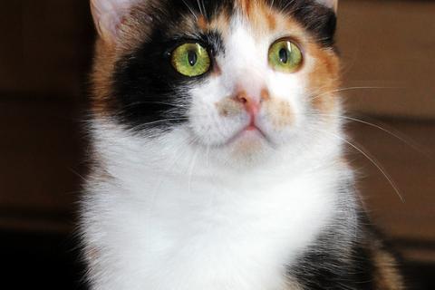 В дар кошку. Трехцветный котенок Марта на счастье!. Фото4