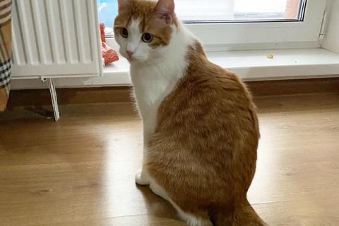 В дар кошку. Крупный рыжий кот с золотыми глазами Валера в добрые руки. Фото2