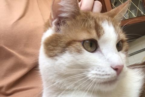 В дар кошку. Крупный рыжий кот с золотыми глазами Валера в добрые руки. Фото3