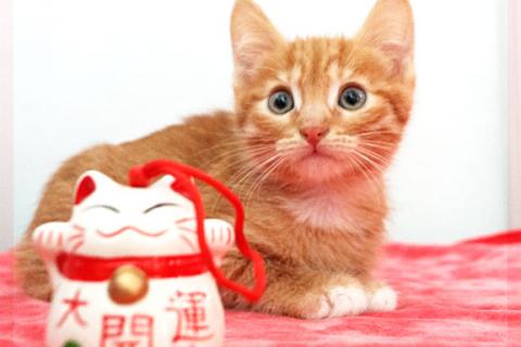 В дар кошку. Очаровательная малышка - рыжее Солнышко в дар хорошим людям. Фото1