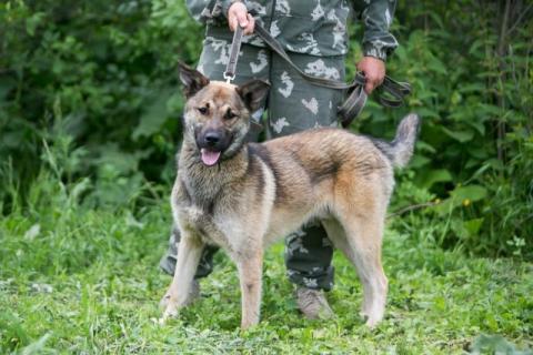 В дар собаку. Грозный вид и добрейшее сердце. Молодой пес Тайсон в добрые руки. Фото3