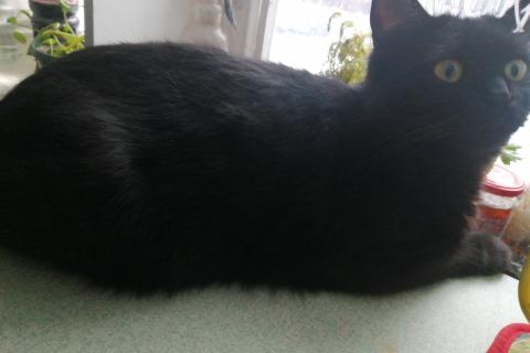 Потерял/Нашел кошку. Потерялся чёрный котик. . Фото1