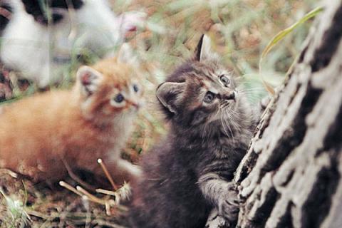 В дар кошку. Бесподобные котята-малыши, мальчик и девочка ищут дом. Фото3