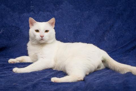 В дар кошку. Настоящий аристократ, белоснежный котик Султан в добрые руки. Фото1
