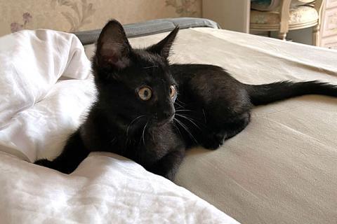 В дар кошку. Красавец Кеша, добрейший черный котенок в добрые руки. Фото1