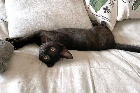 В дар кошку. Красавец Кеша, добрейший черный котенок в добрые руки. Фото2