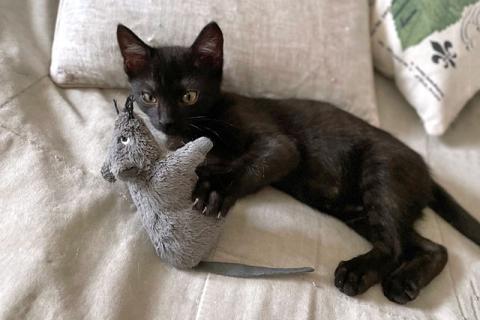 В дар кошку. Красавец Кеша, добрейший черный котенок в добрые руки. Фото3