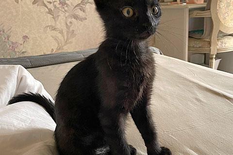 В дар кошку. Красавец Кеша, добрейший черный котенок в добрые руки. Фото4