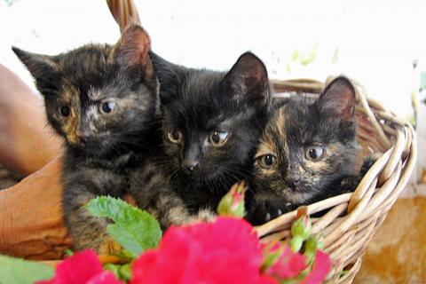 В дар кошку. Три сестрички-невелички! Очаровательные котята в добрые руки. Фото1