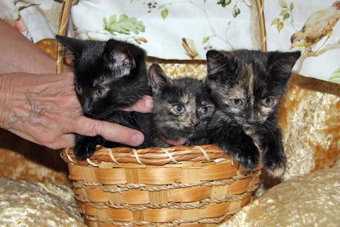 В дар кошку. Три сестрички-невелички! Очаровательные котята в добрые руки. Фото2