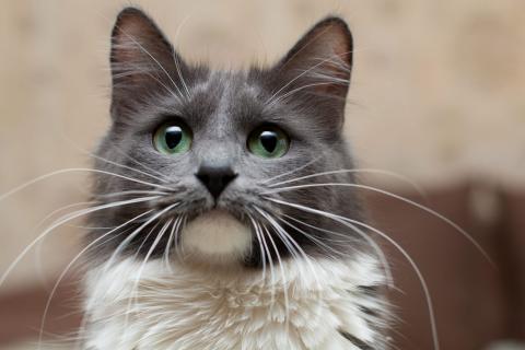 В дар кошку. Ласковая пушистая зеленоглазая кошка голубого окраса Джеки в дар. Фото2