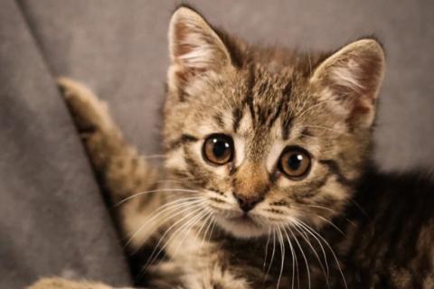 В дар кошку. Маленькие котята — метисы британской породы в добрые руки. Фото1