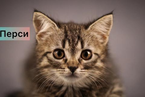В дар кошку. Маленькие котята — метисы британской породы в добрые руки. Фото3