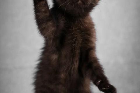 В дар кошку. Маленькие котята — метисы британской породы в добрые руки. Фото4