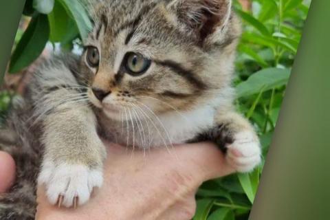 В дар кошку. Котенок Шпротик — метис британской породы в добрые руки. Фото1