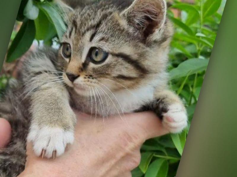 В дар кошку. Котенок Шпротик — метис британской породы в добрые руки