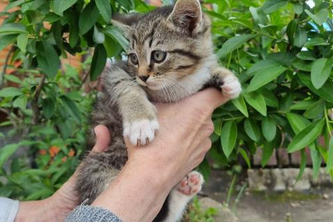 В дар кошку. Котенок Шпротик — метис британской породы в добрые руки. Фото2
