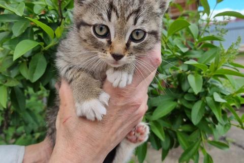 В дар кошку. Котенок Шпротик — метис британской породы в добрые руки. Фото3