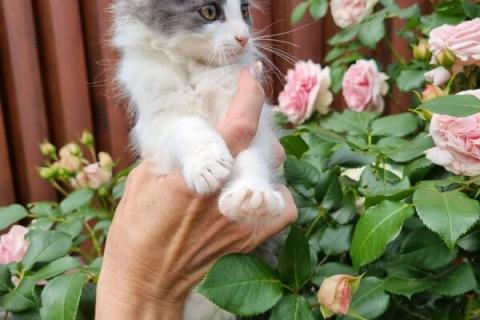 В дар кошку. Пушистый котенок Пушинка в добрые руки. Фото4