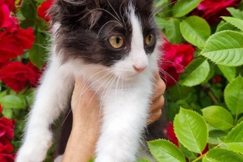В дар кошку. Сибирский котенок Пуговка в добрые руки. Фото2