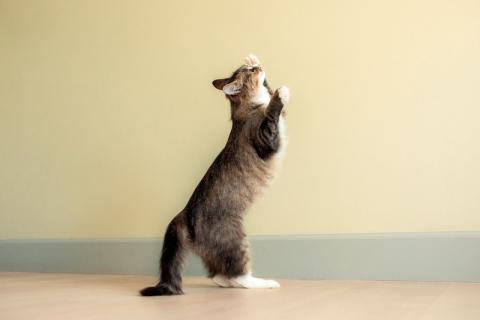 В дар кошку. Сибирский котенок Мышка в добрые руки. Фото3
