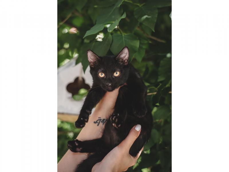В дар кошку. Черные котята в добрые руки